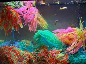 Colorful fish breeding mops displayed in an aquarium, perfect spawning mop for killifish and guppies.