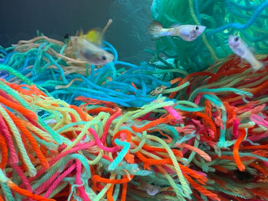 Colorful yarn breeding mops swirling together in the aquarium, illustrating texture and variety of spawning mops.
