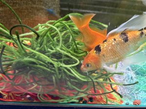 Goldfish swimming near green fish spawning mops for egg collection - ideal breeding mops for fancy goldfish, koi, and pond fish spawning behavior