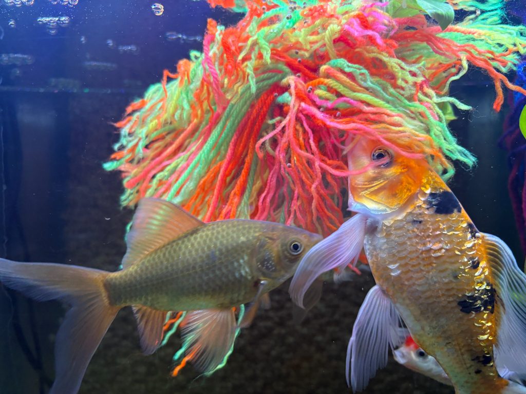 Two goldfish explore a green yarn fish breeding mop in the aquarium, illustrating how fish interact with spawning mops.