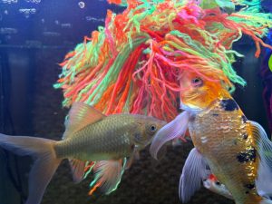 Two goldfish explore a green yarn fish breeding mop in the aquarium, illustrating how fish interact with spawning mops.