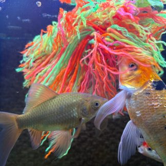 Two goldfish explore a green yarn fish breeding mop in the aquarium, illustrating how fish interact with spawning mops.