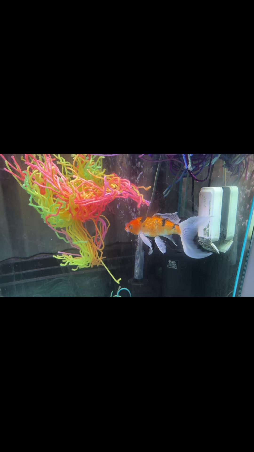 Fish exploring pink, yellow and green AquaNest mops in our aquarium