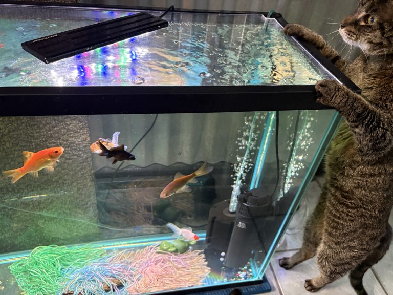 A cat watching fish through the aquarium glass