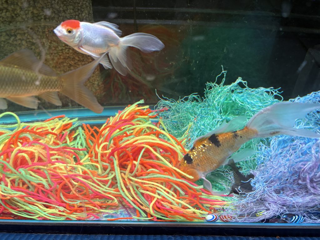 Goldfish and koi swimming over orange, turquoise and lavender mop patches
