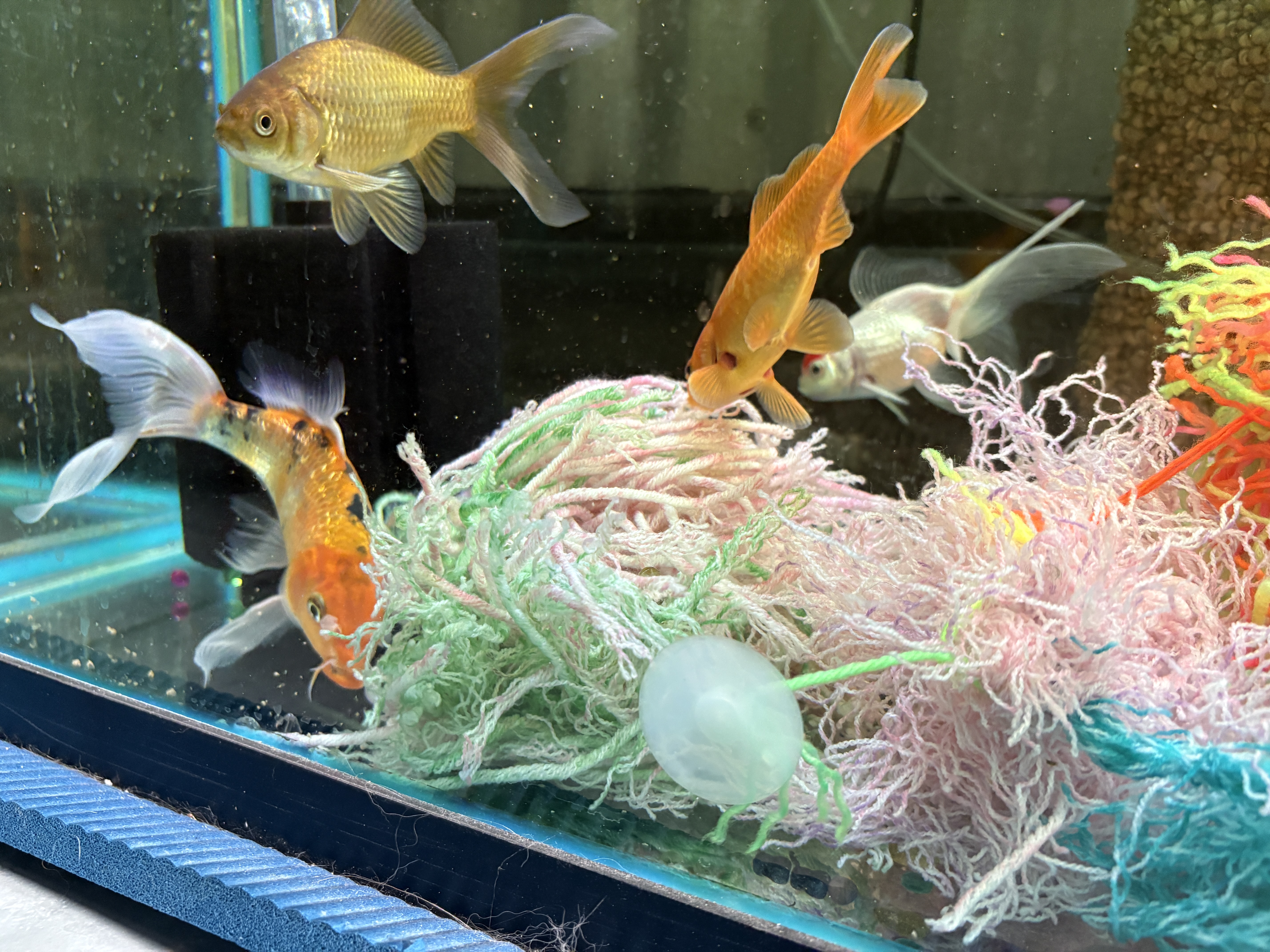 Goldfish and koi exploring pale pink and green mops along the tank bottom