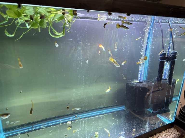 Guppies swimming in open water beside aquarium filters