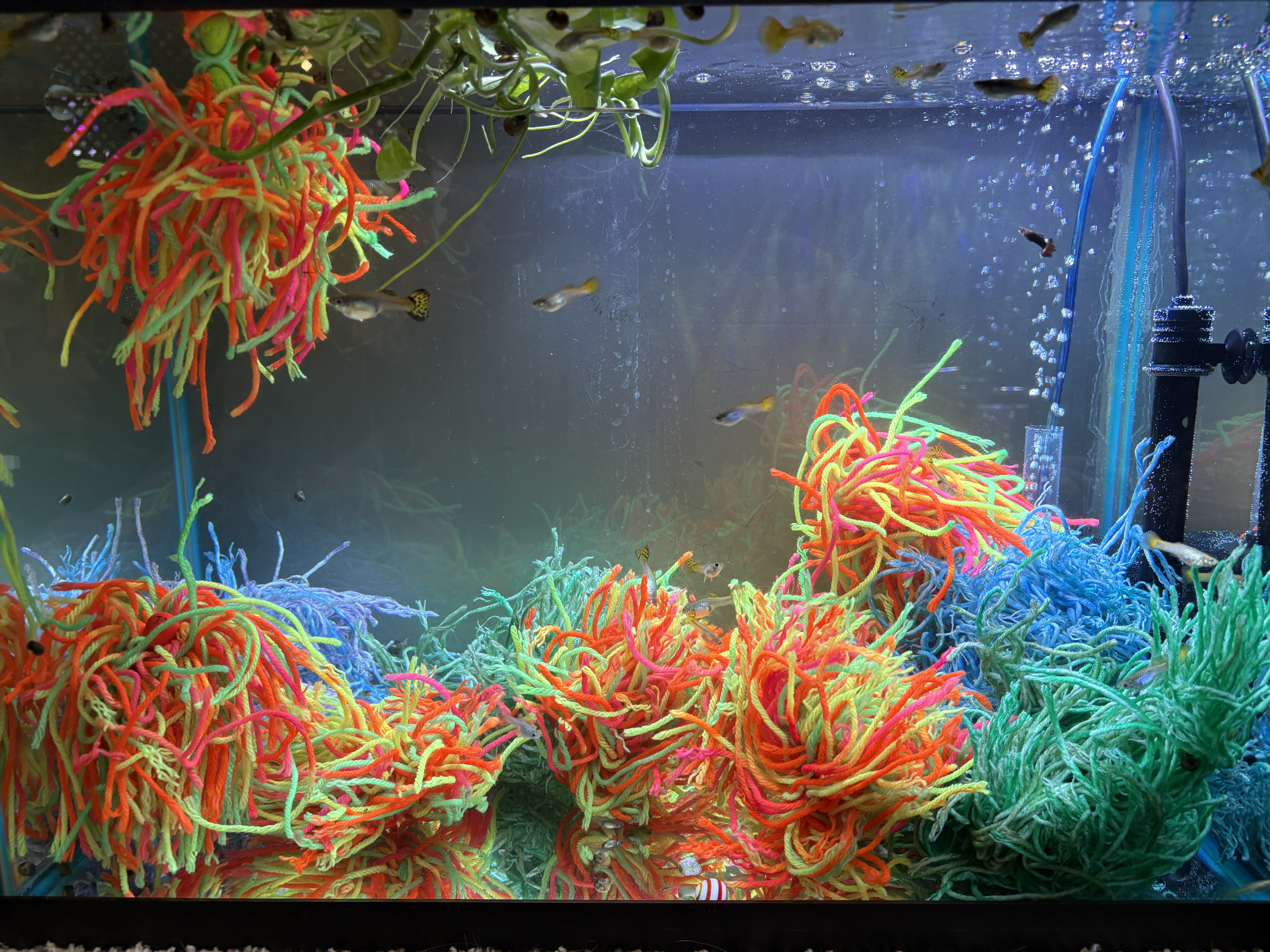 Guppies in open swimming space above groups of colorful mops