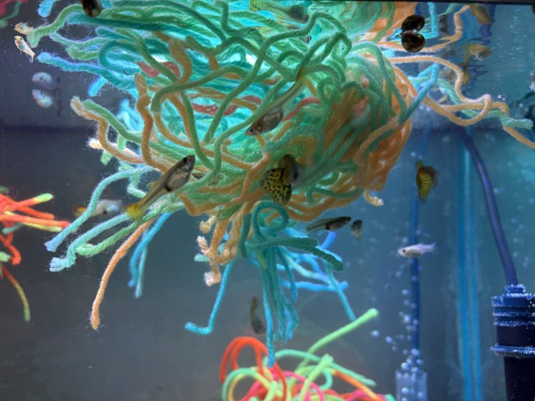 Guppies swimming among turquoise, green and peach mop strands