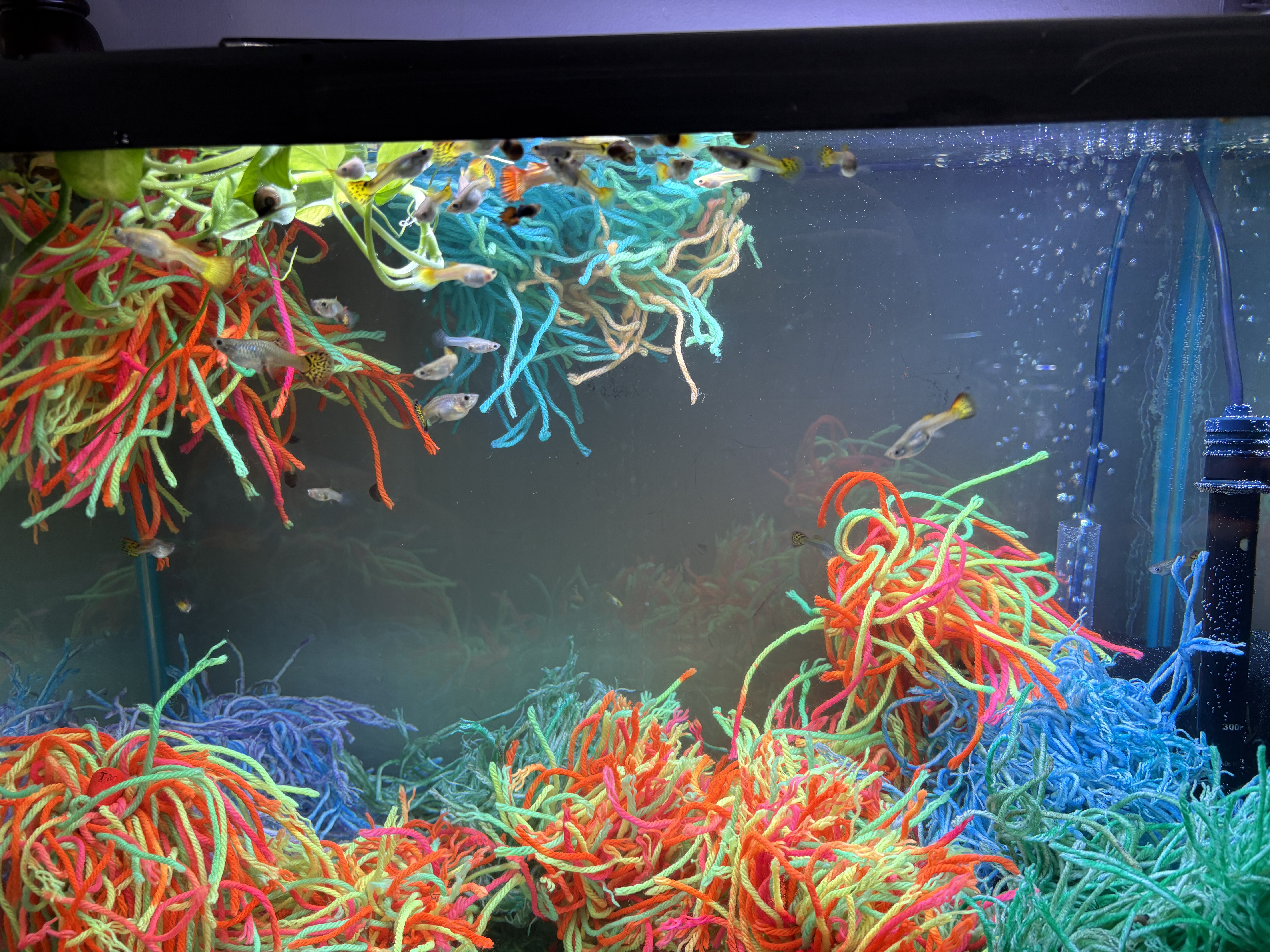 Guppies swimming between floating mops and bottom-cover patches