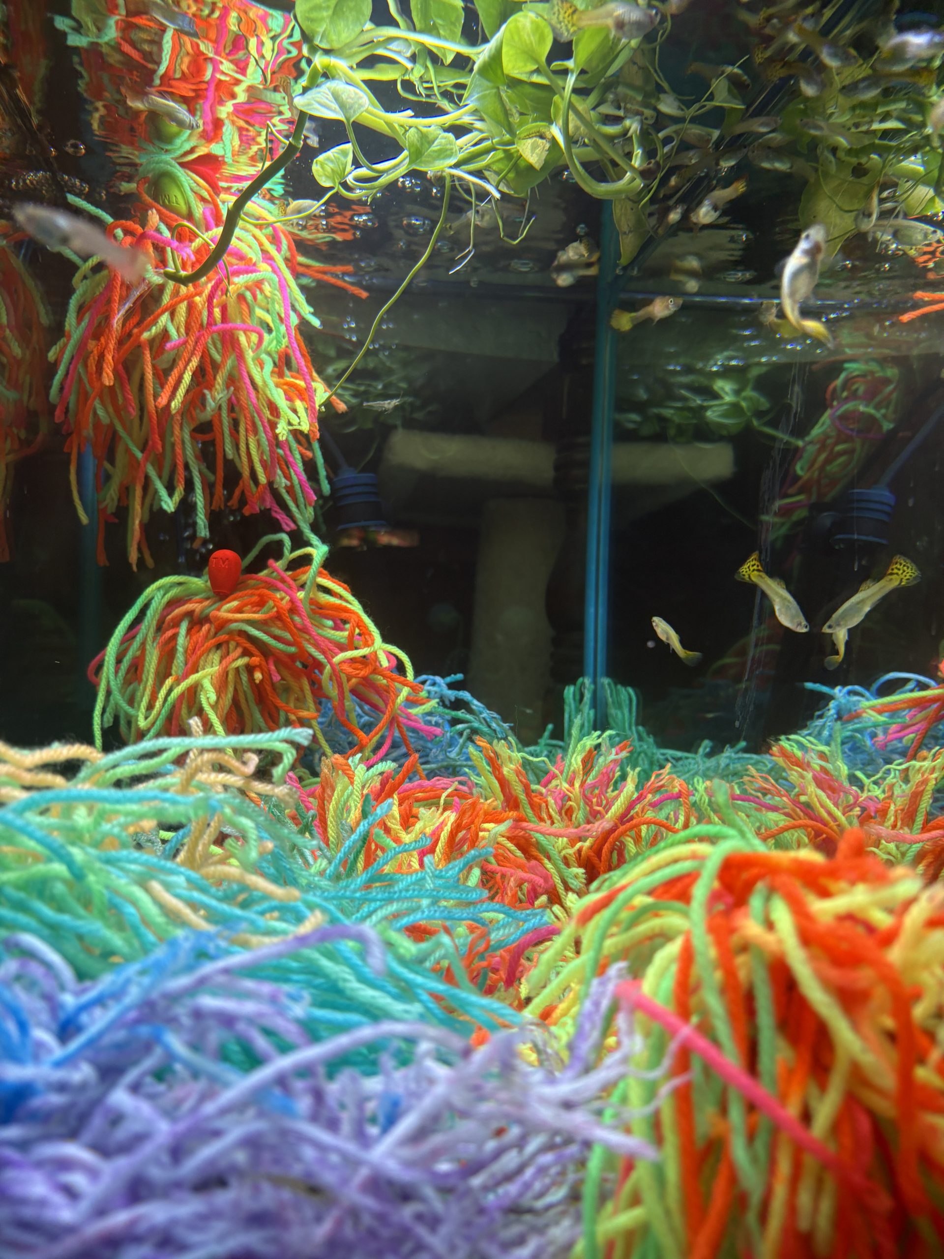 Guppies above floating mops and colorful bottom-cover patches