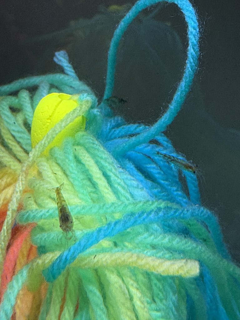 Shrimp exploring blue, green and yellow spawning-mop strands