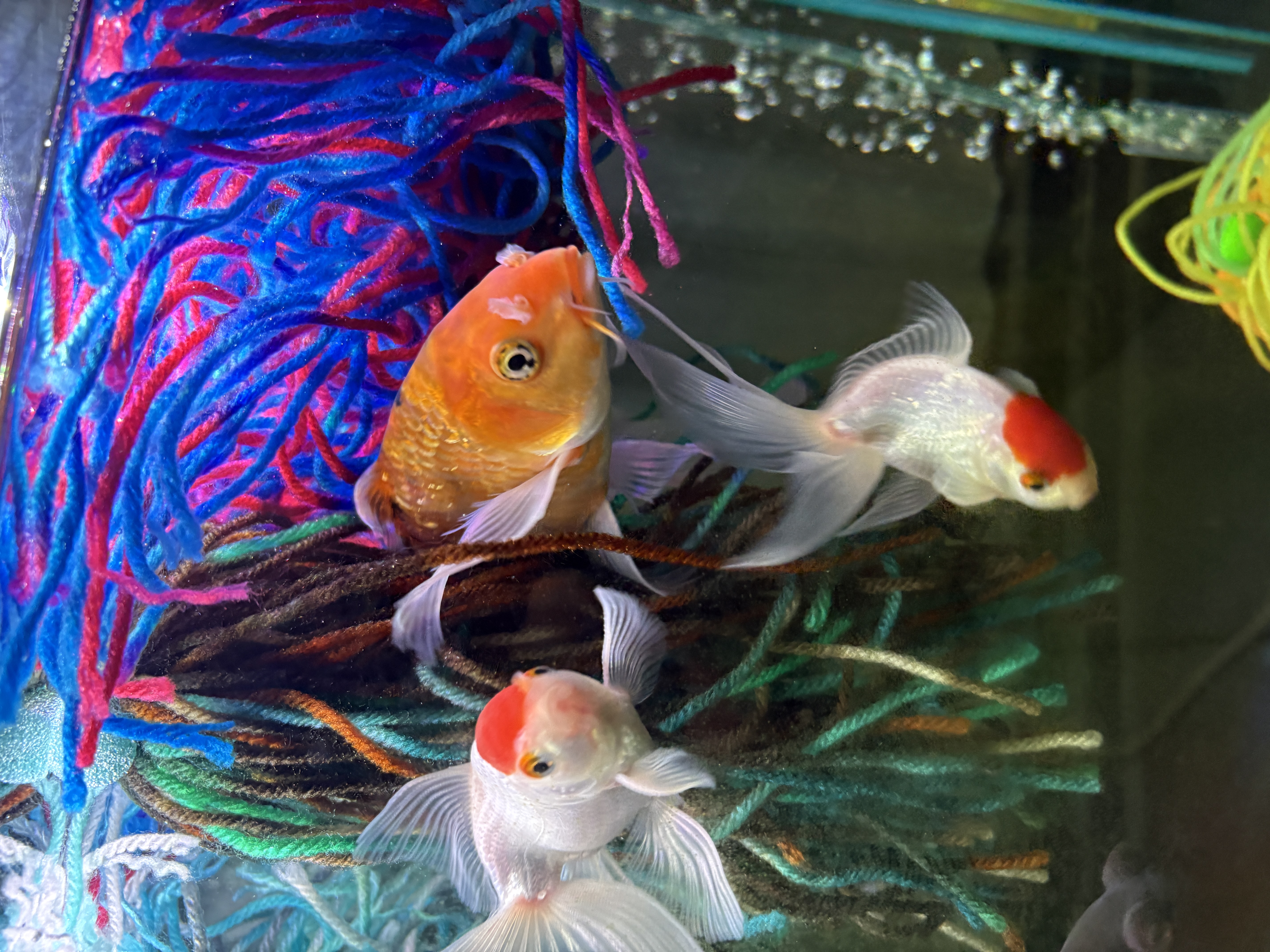 Goldfish and an orange koi swimming beside blue and pink mop strands