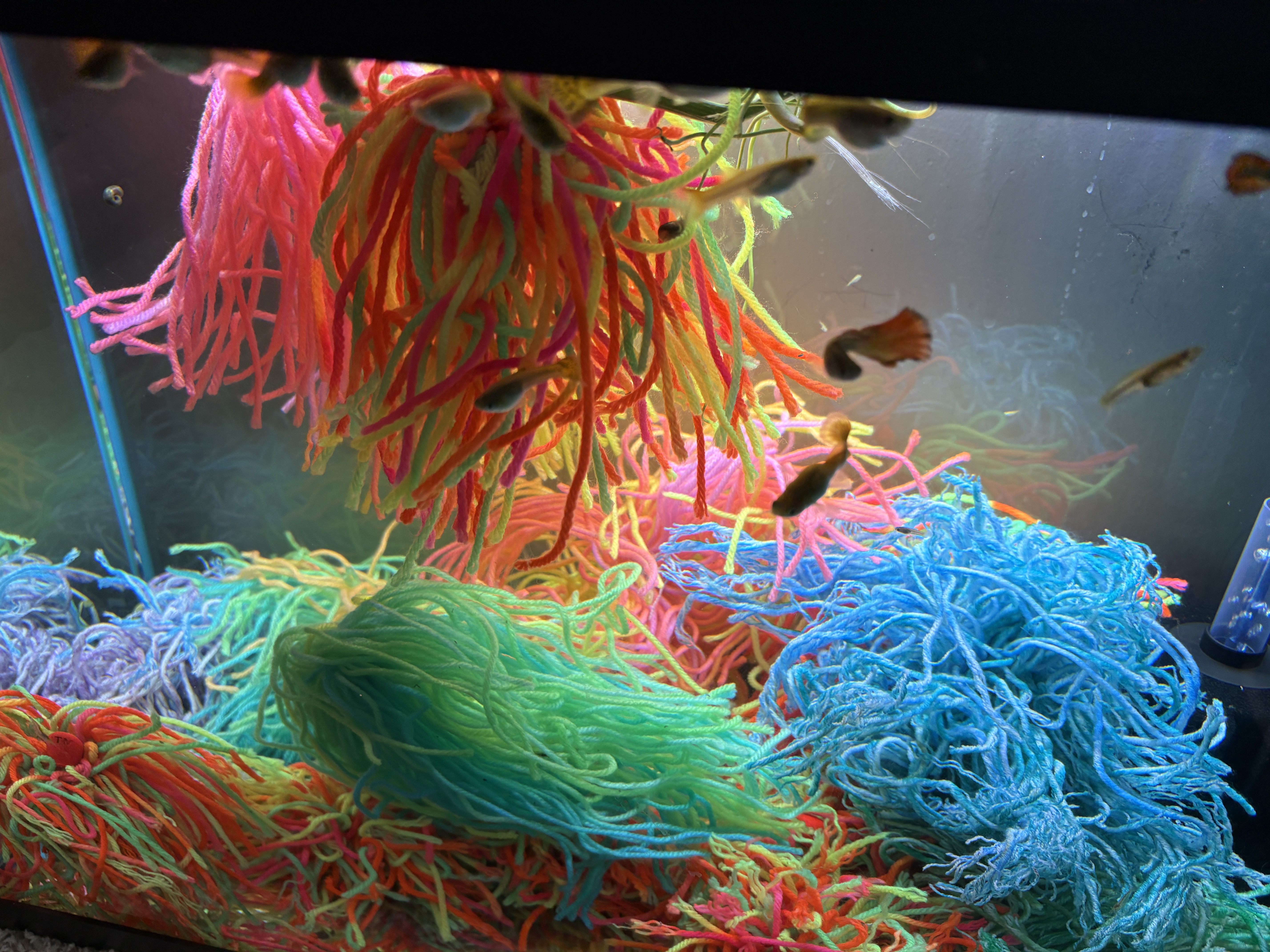 Guppies swimming between hanging mops and blue bottom-cover patches