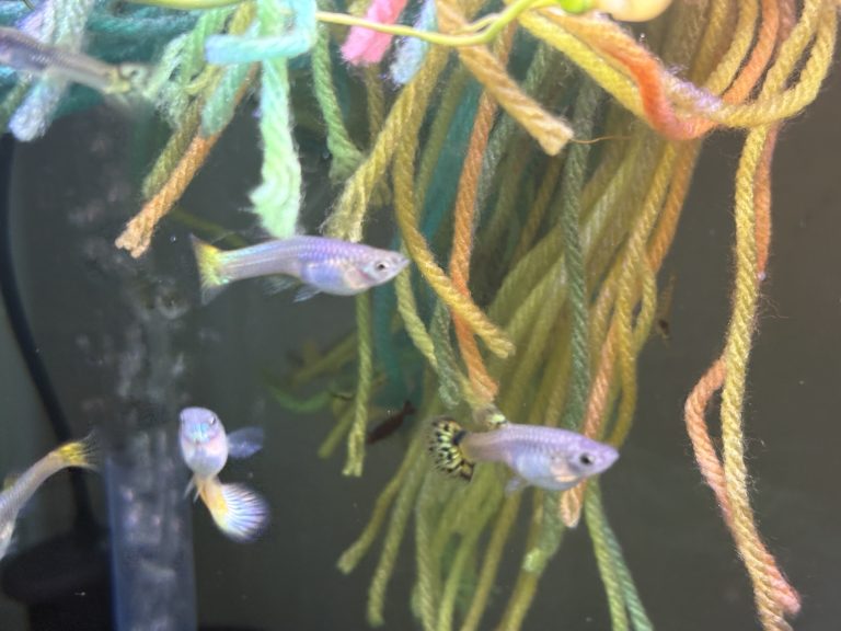 Guppies swimming beside green and peach floating mop strands