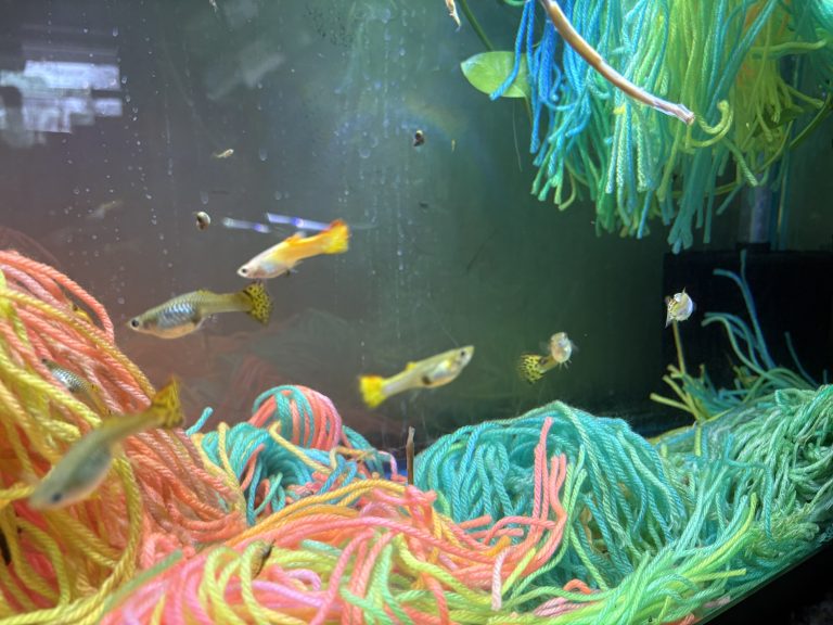 Guppies swimming between colorful mop groups