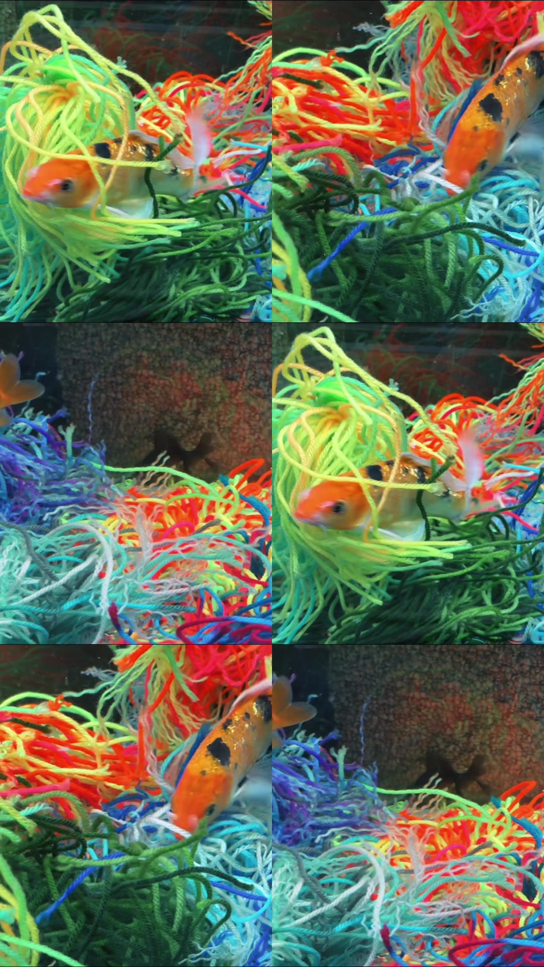 Fish beside colorful AquaNest spawning mops in our aquarium