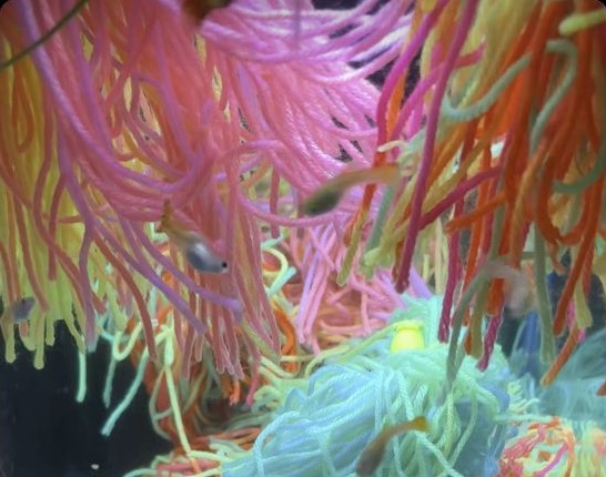 Guppies among colorful AquaNest mops